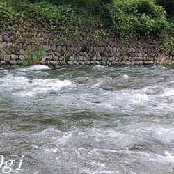 良型が減ってきた。