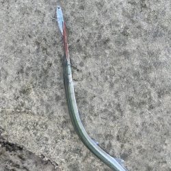 大分川　河口で灼熱のデイゲーム