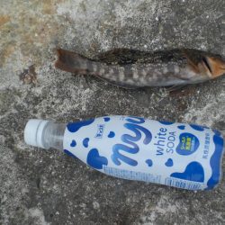 久しぶりの投稿です。