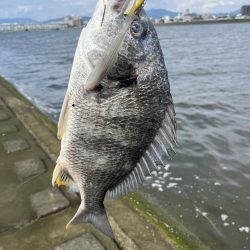 広島河川シーバス