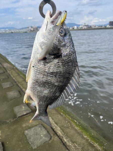 広島河川シーバス