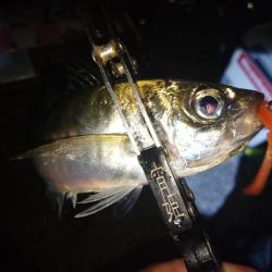 雨の止みまにアジング