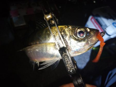 雨の止みまにアジング