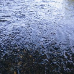 今年初のケタバス釣行