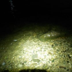 大和川下流でうなぎ釣り