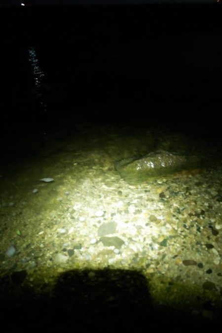 大和川下流でうなぎ釣り