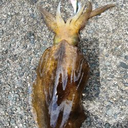 #アオリイカ　2.105Kg  1.2Kg