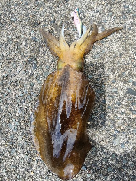 #アオリイカ　2.105Kg  1.2Kg