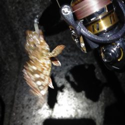 夜アジからの朝マヅメ