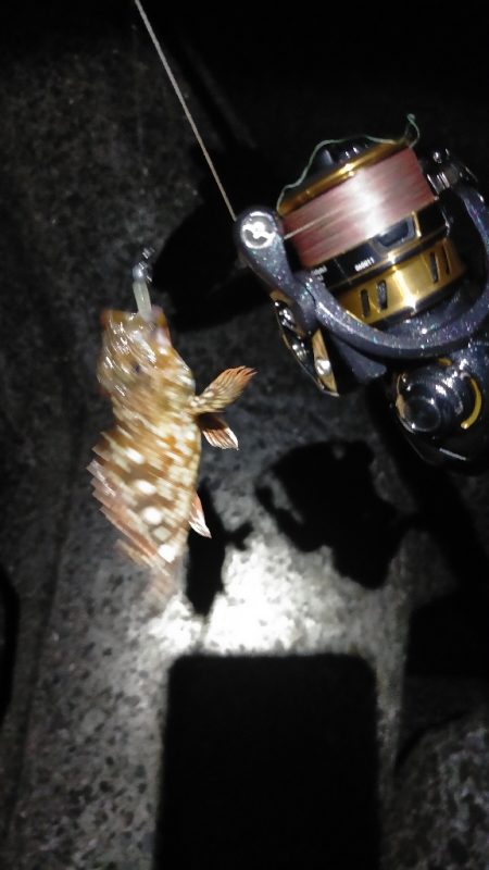 夜アジからの朝マヅメ