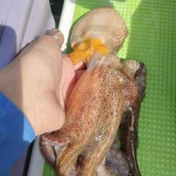 エギタコ釣り（えさ政さんより）