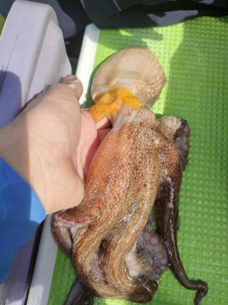 エギタコ釣り（えさ政さんより）