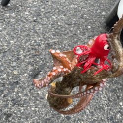 タコ　ランガン