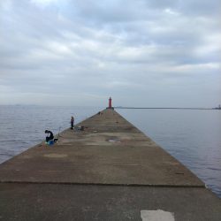 播磨新島のキス調査