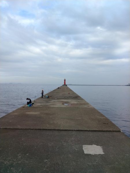 播磨新島のキス調査