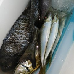 久しぶりのつ抜け