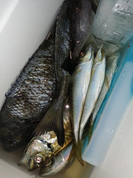 久しぶりのつ抜け