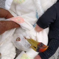 播磨新島のキス