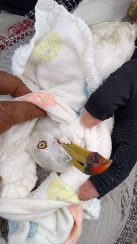 播磨新島のキス