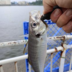 金沢港アジ必勝法