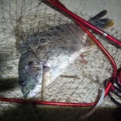 2024/07/19 南港ヘチ釣り釣行