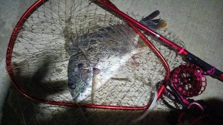 2024/07/19 南港ヘチ釣り釣行