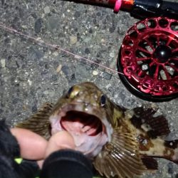 2024/07/20 南港ヘチ釣り釣行