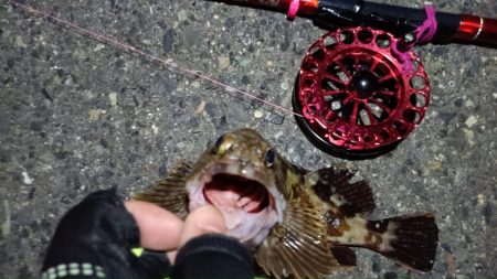 2024/07/20 南港ヘチ釣り釣行