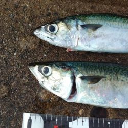 神戸空港、メタルジグで大サバ×2匹