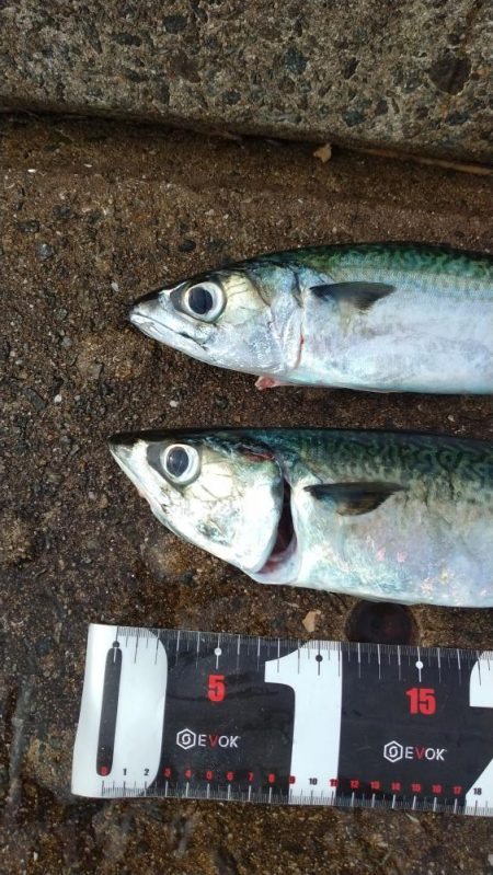 神戸空港、メタルジグで大サバ×2匹