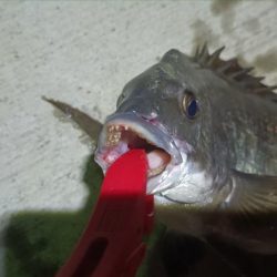 2024/07/28 南港ヘチ釣り釣行