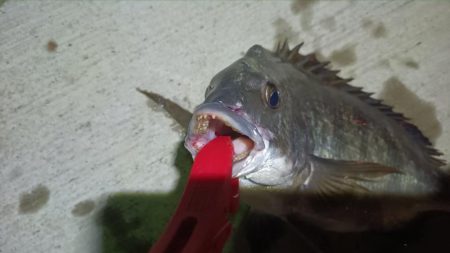 2024/07/28 南港ヘチ釣り釣行