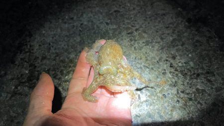 型は小さいがよく釣れる。ただしポイントにより若干ムラがあるみたい。