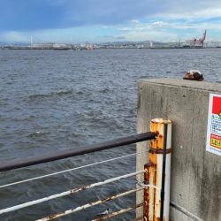 魚種は豊富だが型が小さい。ライトゲームは楽しめる