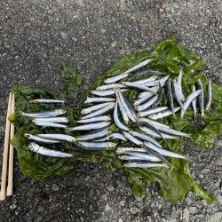 全方向イワシさん