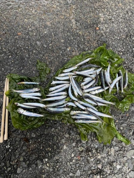 全方向イワシさん