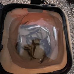 サビキ御三家回遊中