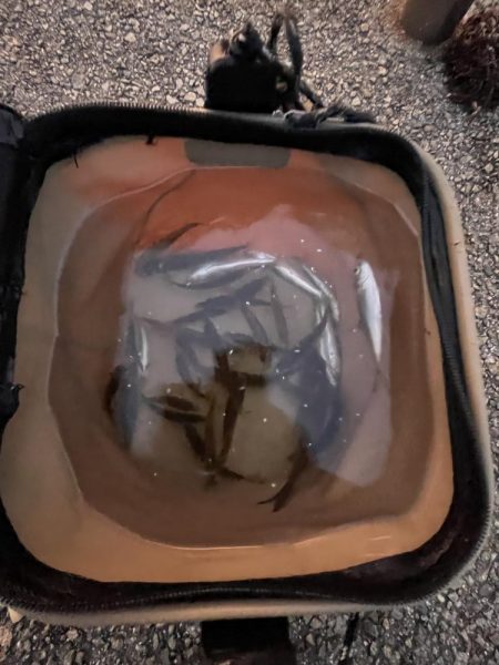 サビキ御三家回遊中