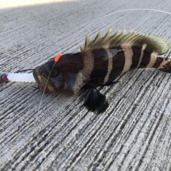 香住ふるさと祭りに帰省