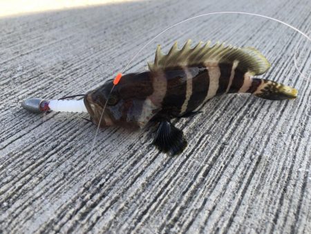 香住ふるさと祭りに帰省