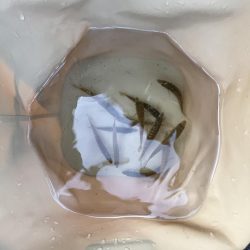 イワシ　ゴミ多め