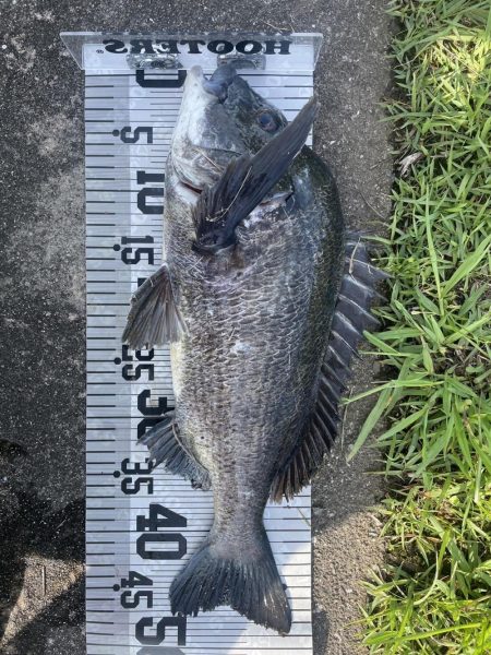 イチノ兄弟、釣果!