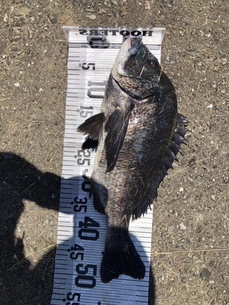 イチノ兄弟、釣果!