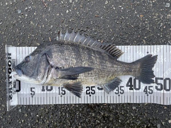 イチノ兄弟、釣果！