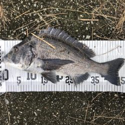 イチノ兄弟、釣果！