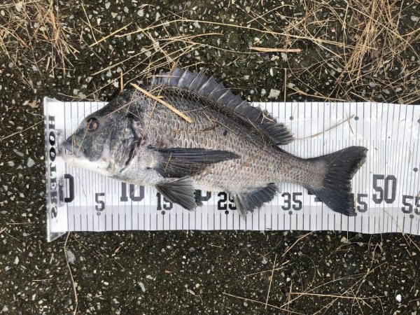 イチノ兄弟、釣果！