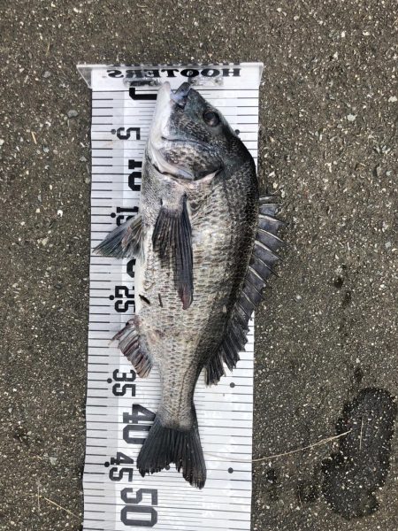 イチノ兄弟、釣果!