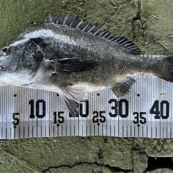 イチノ兄弟、釣果!