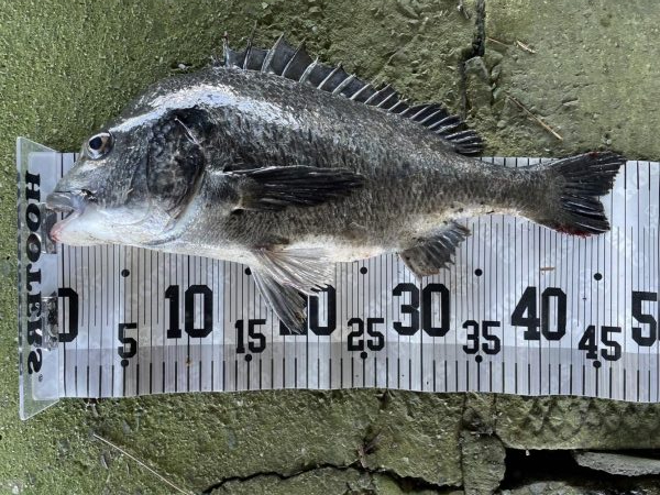 イチノ兄弟、釣果!