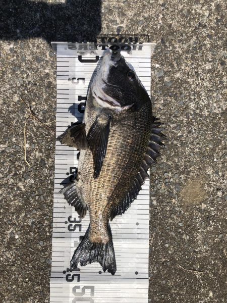 イチノ兄弟、釣果!